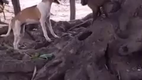 Monkey vs dog