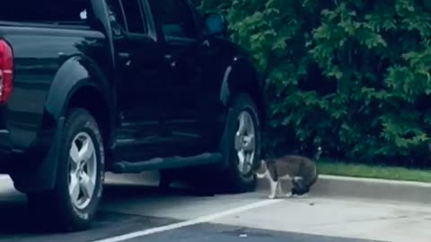 Hilarious Cat Fight at McDonald’s Drive-through