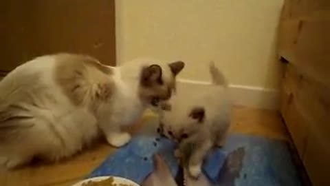 cat teasing her mom :)