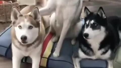 Dogs & Puppies — Ares was caught in the kitchen where he is not allowed.