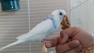 Majestic budgie wing flapping😍