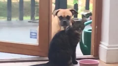 Cat Decides When The Dog Is Allowed In