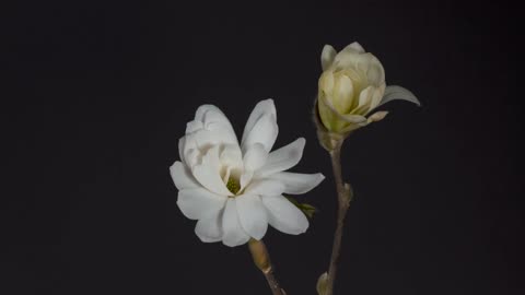 Magnolia