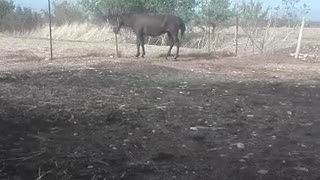 Greek female horse lazing