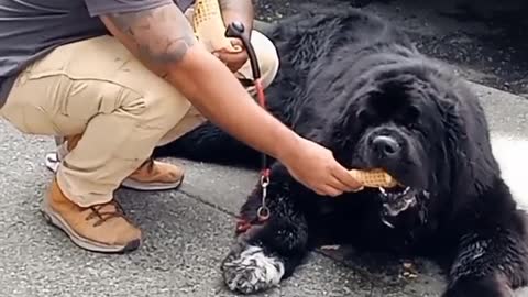 Port Townsend’s Most Famous Dog JAMES Enjoying Elevated Ice Cream. #PortTownsend #PortTownsendDogs