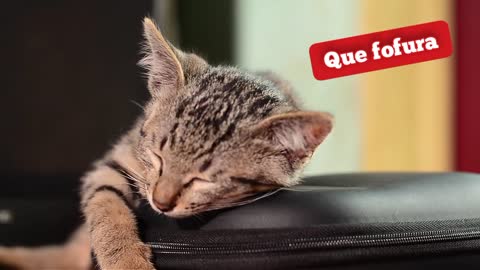 OLHA SÓ COMO ESSE GATO DORME