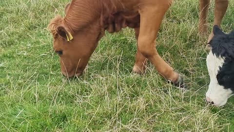 Beautiful Cute Bovine Animals On A Farm