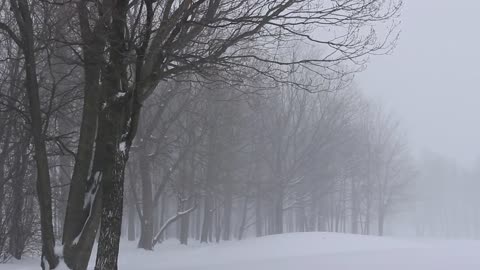 Relaxing Snowfall Sound of Light Wind Breeze and Falling Snow in Forest.