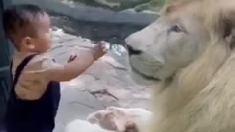 Cute Lion With a Human Baby Funny Animals