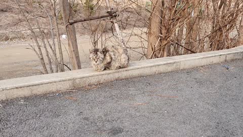 A street cat full of alertness in its eyes