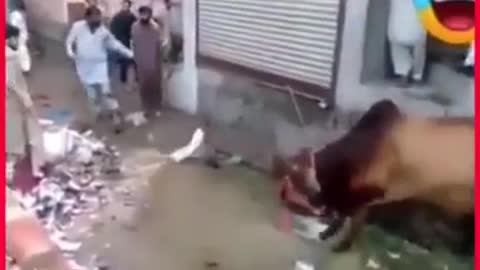 Funny video bakra eid