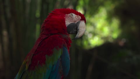 Amazing Parrot Birds Beautful Natural Life Video