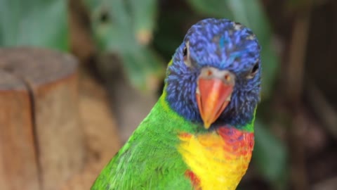 Beatiful colored Parrot singing