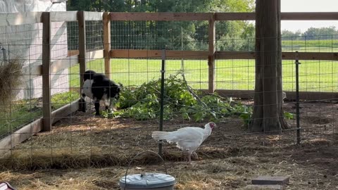 Enough chicken to last us an entire year and free food for the goats