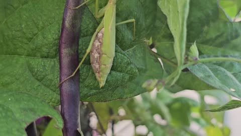 A Welcome Visitor to the Bean Patch