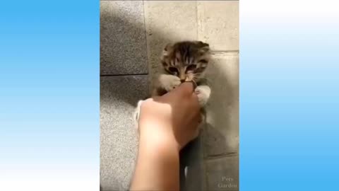 Cute little pets #2