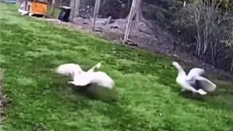 Goose putting Eagle to run…