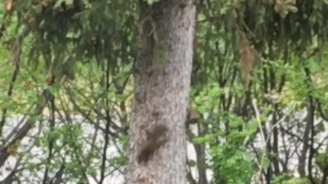 Squirrels Playing Tag Around a Tree