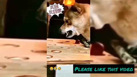 Funny | entertainment | animal | dogs Bro is very angry 😂