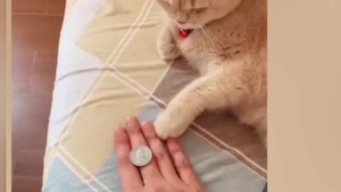 Video de gatos engraçado