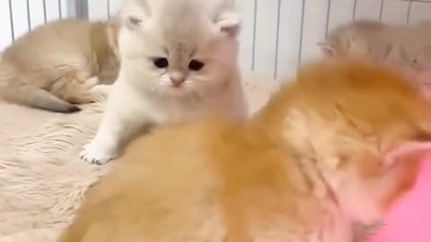 Cute kitten