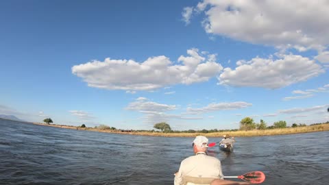 Crocodile from kayak video interest