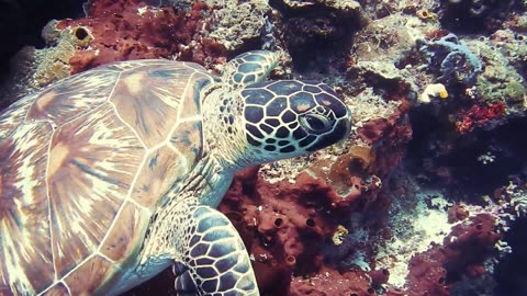 "Mesmerizing Underwater Beauty: Graceful Turtle Swimming 🐢💦 | Sea Serenity"