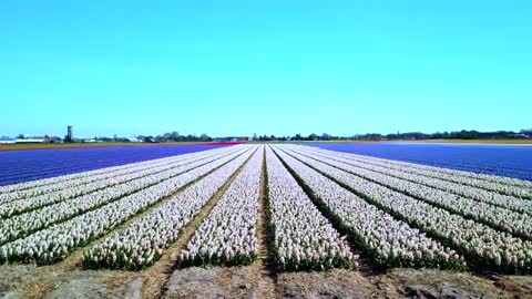 KEUKENHOF 🇳🇱 AMSTERDAM Drone 4K World's largest Tulip Fields 2022