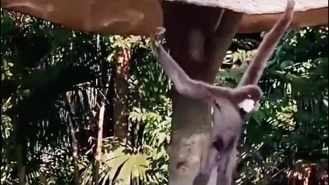 Oh, my God, this monkey is so agile. It's like parkour