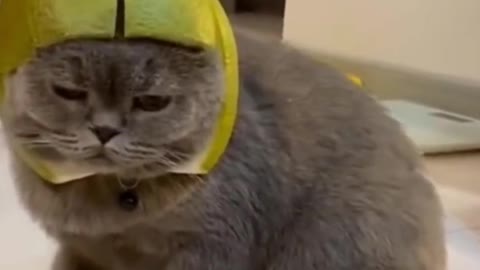 Funny cats 😸😻 balancing eggs on head - Hilarious 😄😍