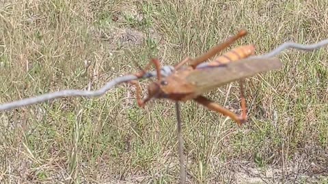 The Girl Who Discovered the Jumping Secrets of the Grasshopper!