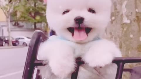 Cute dog made from rice is taking a bath in a plate of potato soup.