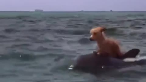 The puppy that fell into the water was saved by the sea baby