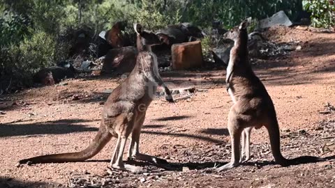 kangaroo