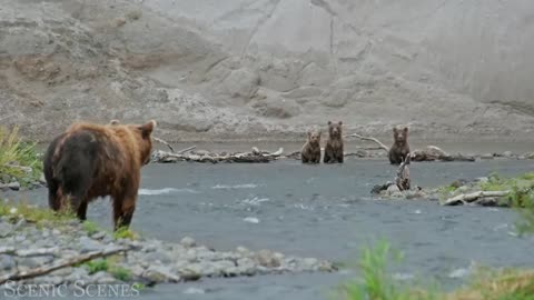 baby animals scenic relaxation 4k