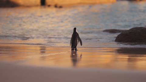 a cute penguin walking on the beach