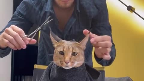 Cat enjoys Haircut from the caring Master