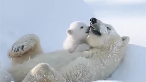 white Polar bear