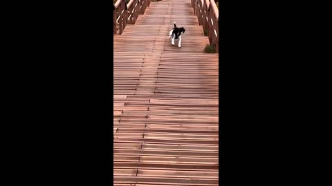 Puppy jumps the stairs in the cutest way ever