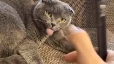 cute cat reaction to comb sound, cute cat playing