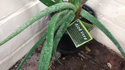 What a Sick Aloe Vera Plant looks like - Plant Care