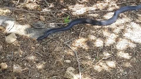 Black snake