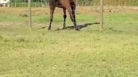 World's most funny horse ever!