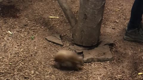 Baby Armadillo Zooms Around Tree