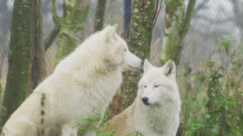 Beautiful Arctic Couple Wolves