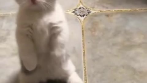 Funny cat moments video||funny WhatsApp video