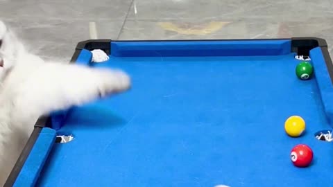 Super play cool billiards cat