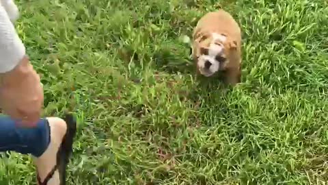 Bulldog Puppy's first time outside!