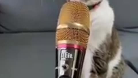 #funny #cat #voice #shorts #shortvideo #trending #animals