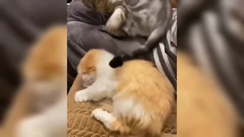 Best Funny Animal Videos 2022 🐶 Funniest Dogs And Cats Videos 😁🤣